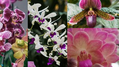 Vorbestellen Sie die seltensten Orchideen des Tamiami International Orchid Festival