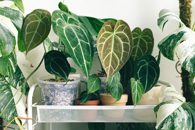 Taking care of house plants in the right way