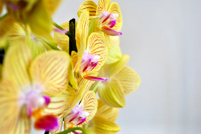 ¿Cómo cuido una rara Phalaenopsis (orquídea de mariposa)?