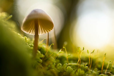 Mushrooms in the potting soil