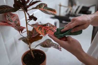 Cleaning plants