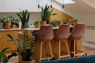 Interior styling with plants