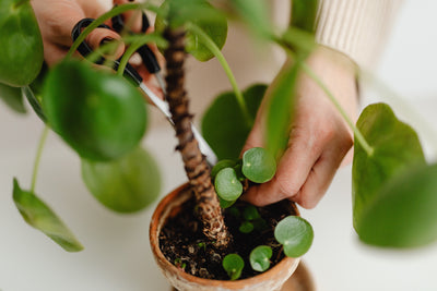 Planten stekken en baby planten