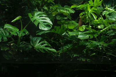 Monstera plants 