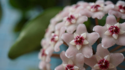 Is a Hoya (Wasbloem) easy to care for?