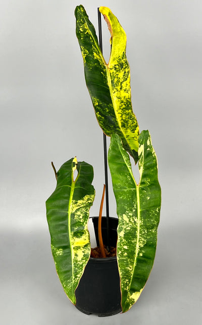 Philodendron billietiae Variegata nr 2