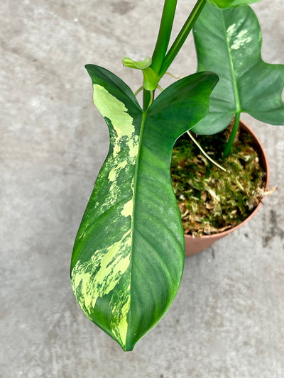 Philodendron Violin less Variegated