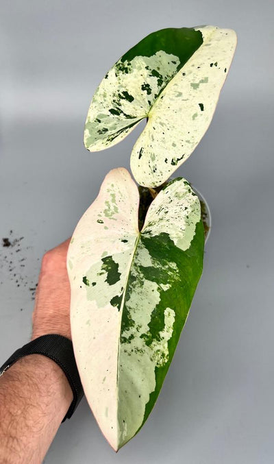 Philodendron ilsemanii (2 Leaves) Highly Variegated)