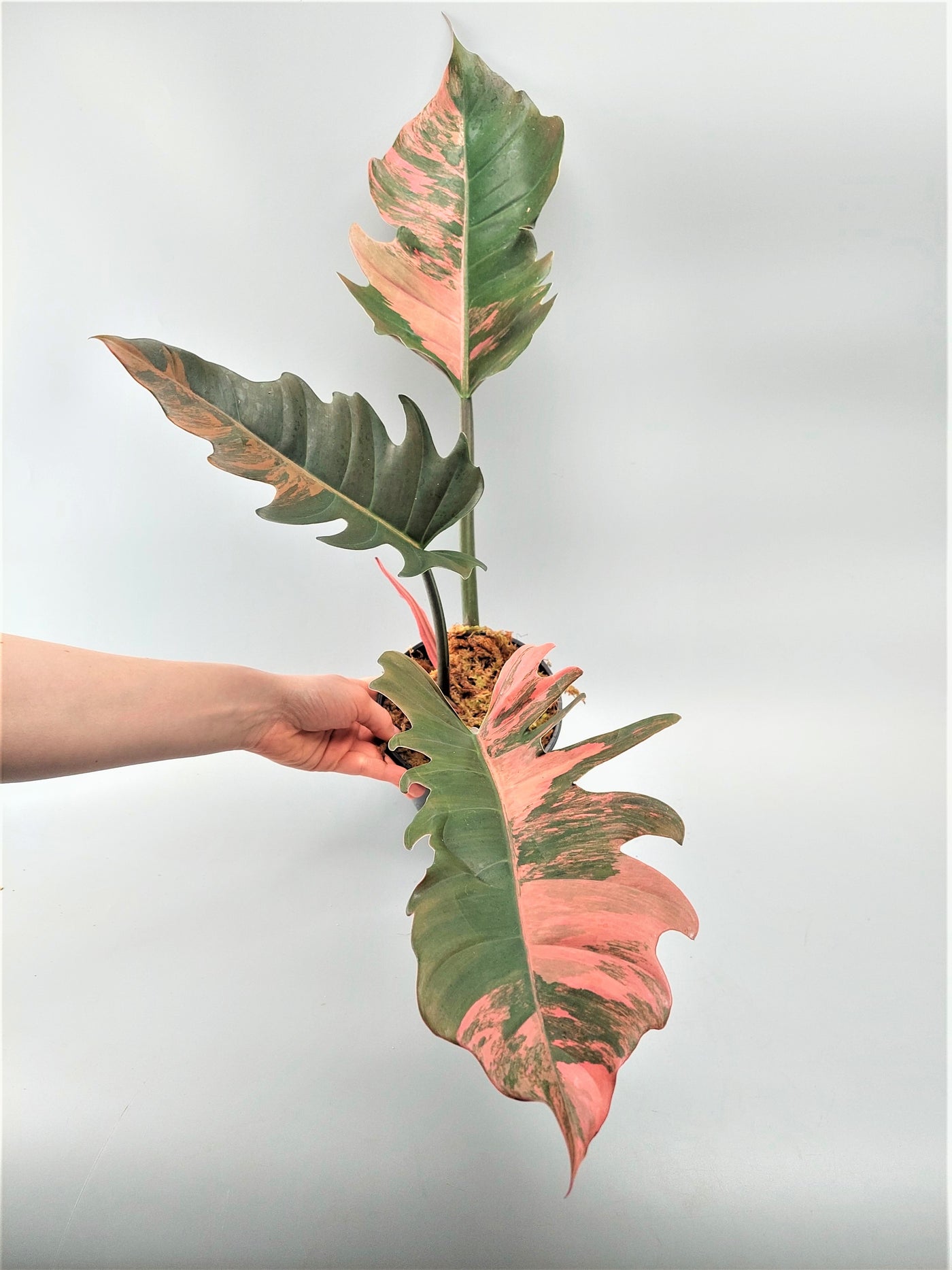 Philodendron Caramel Marble Variegata (Cutting 1 Leaf)