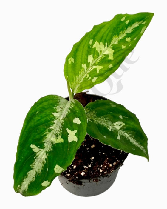 Aglaonema Pictum Bicolor Kamerplant