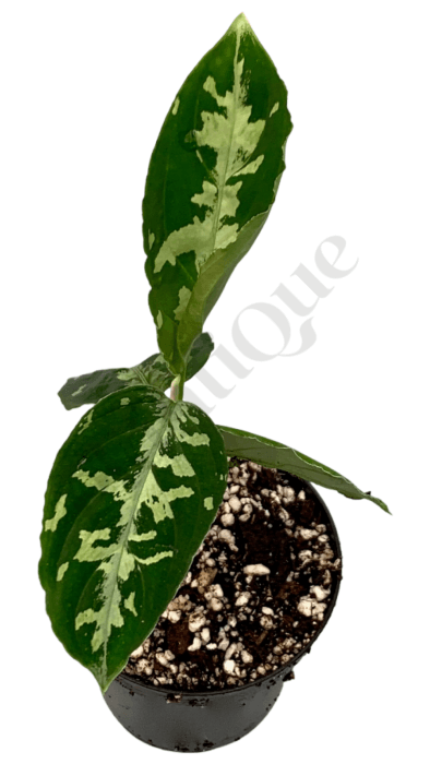 Aglaonema Pictum Bicolor Kamerplant