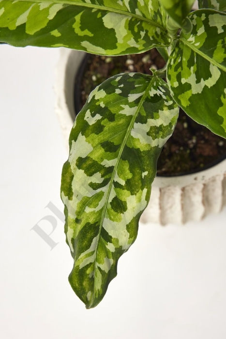Aglaonema Pictum Tricolor Kamerplant
