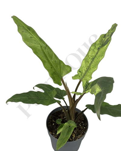 Alocasia Lauterbachiana Less Variegated Kamerplant
