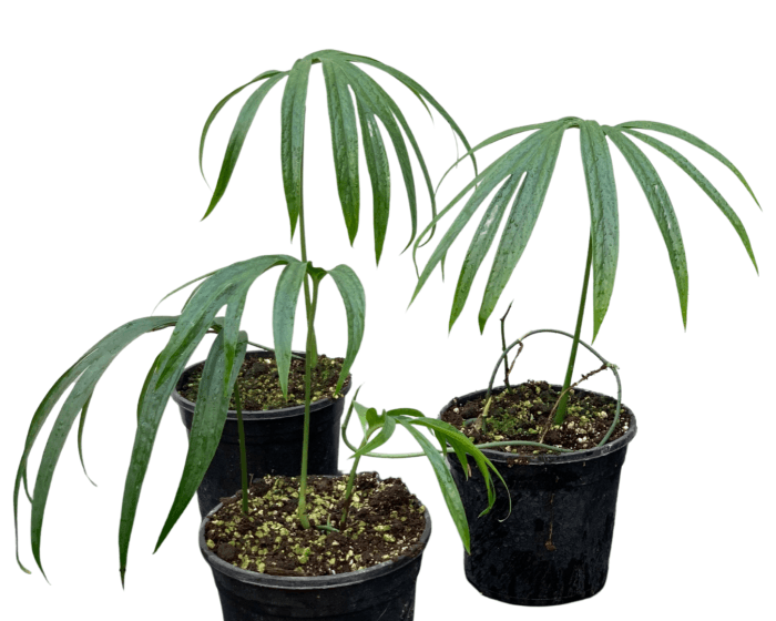 Amydrium Zippelianum Kamerplant