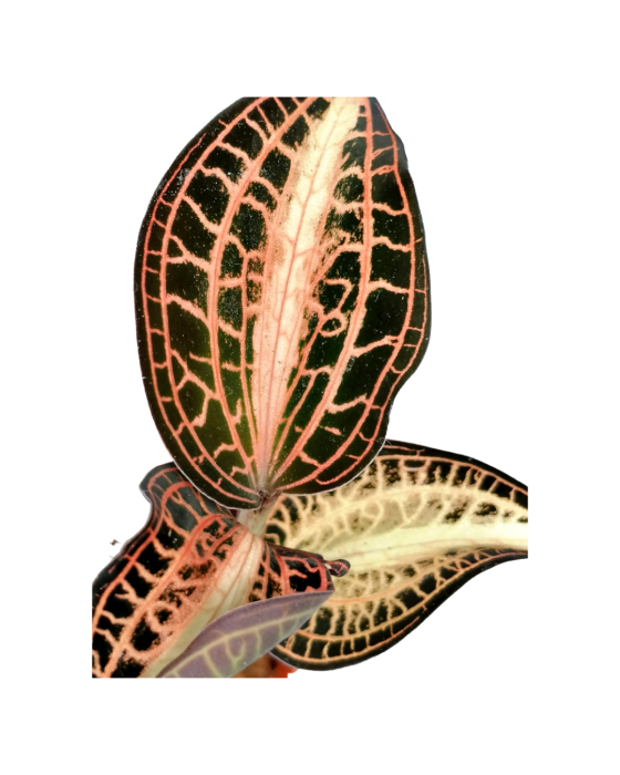 Anoectochilus Albolineatus Variegata Kamerplant