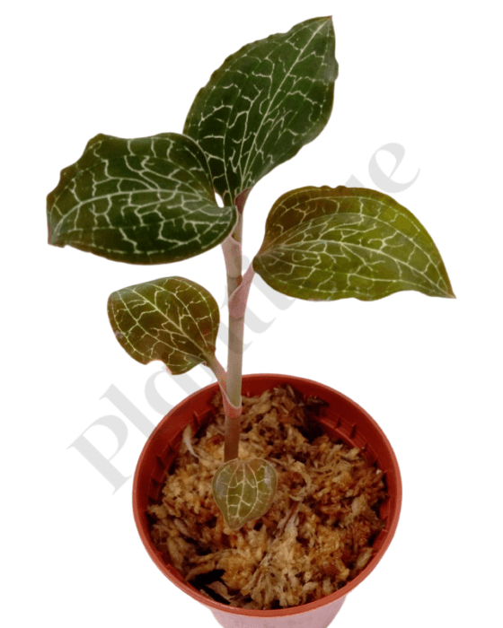 Anoectochilus Formosanus Kamerplant