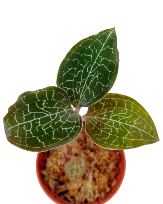 Anoectochilus Formosanus Kamerplant