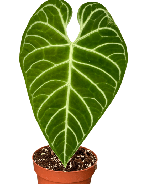 Anthurium Regale (Big Trunk) Kamerplant
