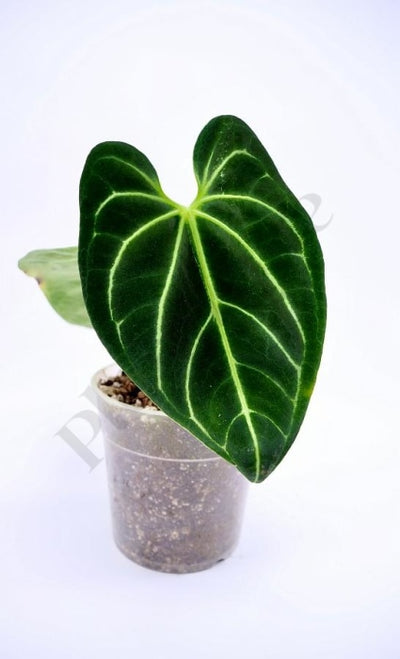 Anthurium Regale (Kleine Plant) Kamerplant