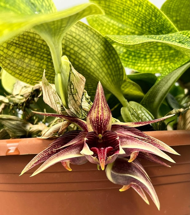 Bulbophyllum Reticulatum (Cutting) Kamerplant