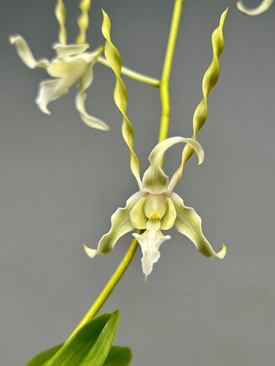 Dendrobium Antennatum Var. Alba Kamerplant