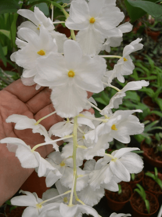 Dendrobium Farmeri Alba Sp. Vietnam Kamerplant