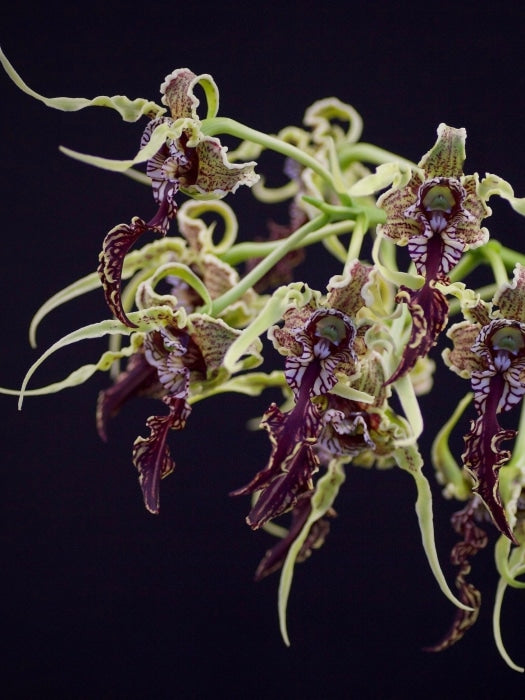 Dendrobium Spectabile Kamerplant