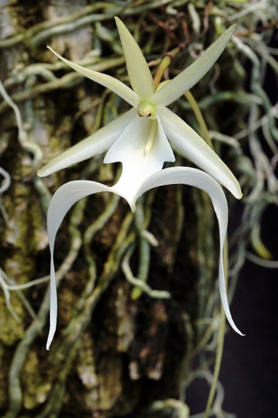 Dendrophylax Lindenii (The Ghost Orchid) 2 Plants Kamerplant