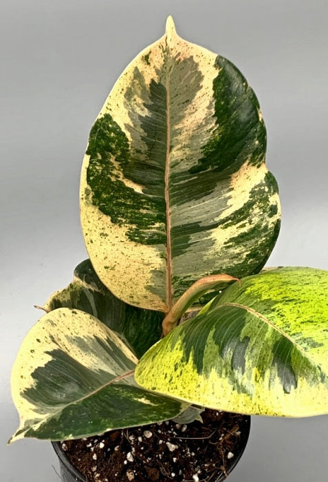 Ficus Moonshine Variegata Shivereana (Big Plant) Kamerplant