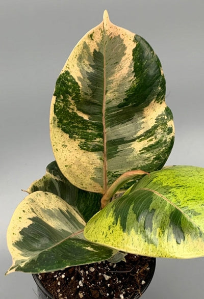 Ficus Moonshine Variegata Shivereana Kamerplant