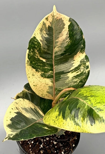 Ficus Moonshine Variegata Shivereana Kamerplant