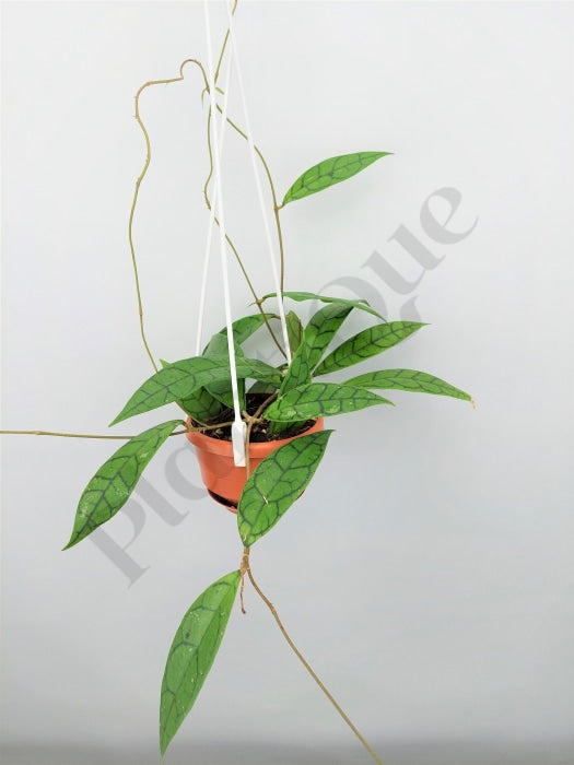 Hoya Callistophylla (Big Plant) Kamerplant