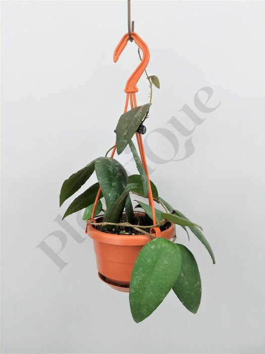 Hoya Caudata Silver Stains (Big Plant) Kamerplant