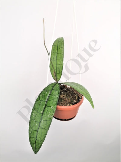 Hoya Clemensiorum (2 Leaves) Kamerplant