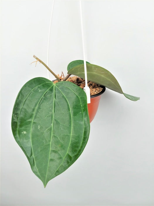 Hoya Latifolia Big Leaf Kamerplant