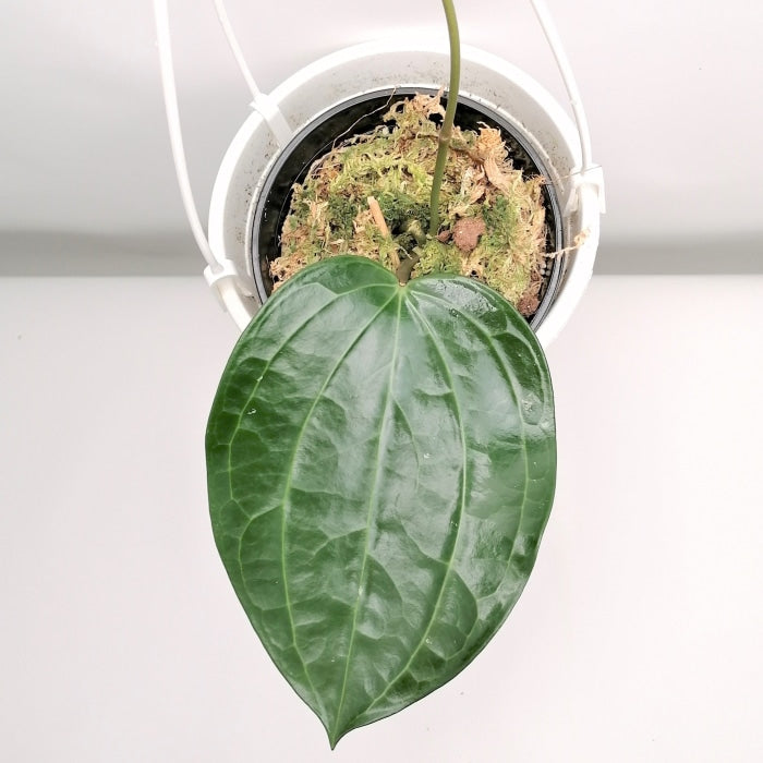 Hoya Latifolia Leaf With Stem (Cutting) Kamerplant