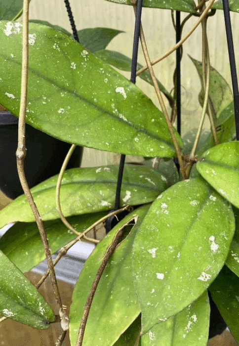 Hoya Mitrata (2 Leaves) Kamerplant