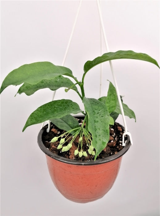 Hoya Multiflora Kamerplant