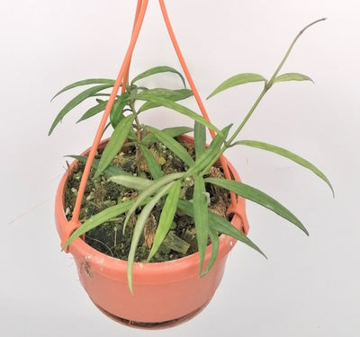 Hoya Pauciflora Kamerplant