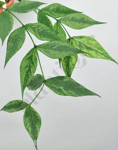 Hoya Polyneura Variegated (Fish-Tail Hoya) Kamerplant