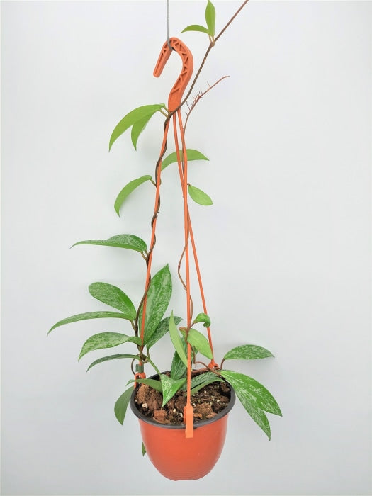 Hoya Pubicalyx Pink /Silver Splash Kamerplant