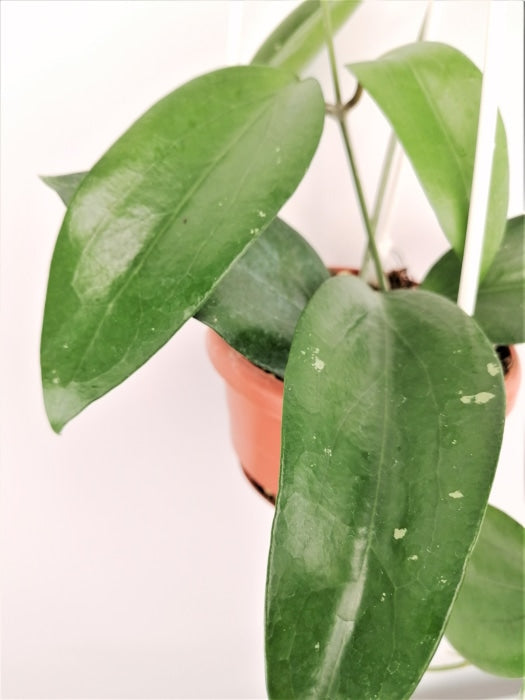 Hoya Purpureo-Fusca (Leaf Cutting 2 Leaves) Kamerplant
