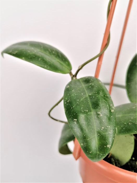 Hoya Verticillata Green Button Kamerplant