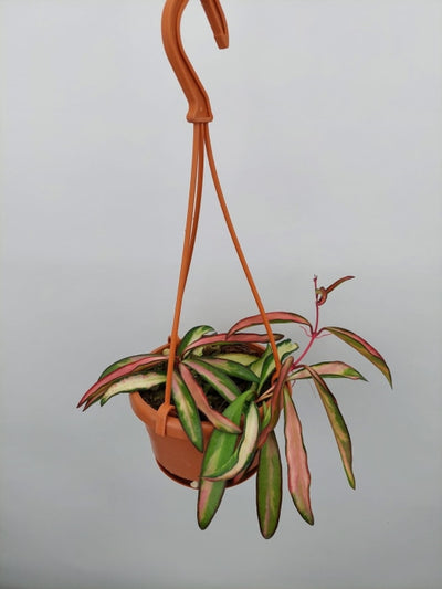 Hoya Wayetii (Kentiana) Variegata Big Plant Kamerplant