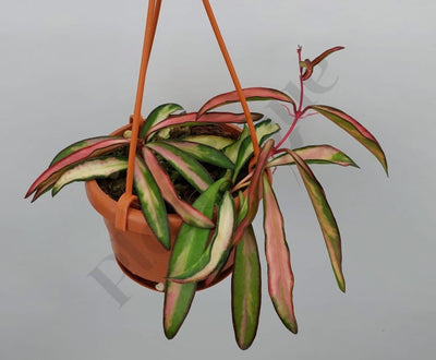 Hoya Wayetii (Kentiana) Variegata Big Plant Kamerplant