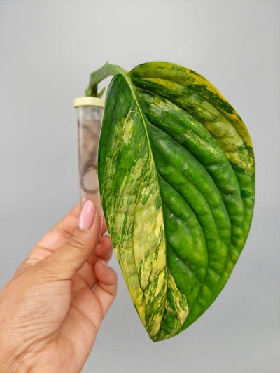 Monstera Peru Variegata (Stem Cutting) Kamerplant
