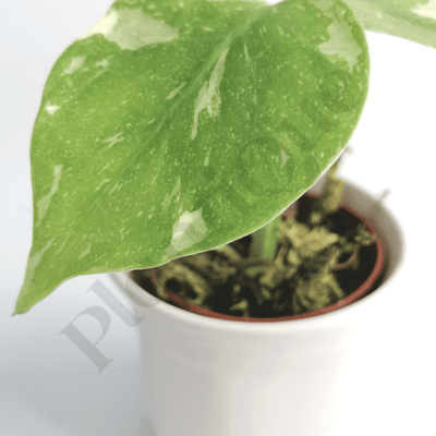 Monstera Thai Constellation Baby Plant Kamerplant