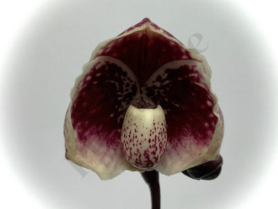 Paphiopedilum Leucochilum Red Splash Select Single Plant