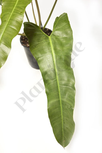 Philodendron Atabapoense Big Leaves (Large Plant) Kamerplant