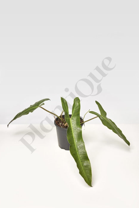 Philodendron Atabapoense Kamerplant